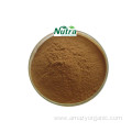 Organic Black Elderberry Extract Powder